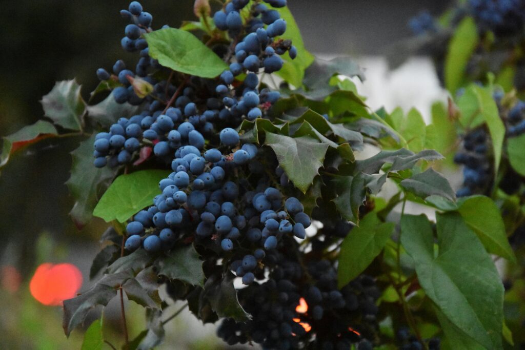 What are Anti–Aging Foods?